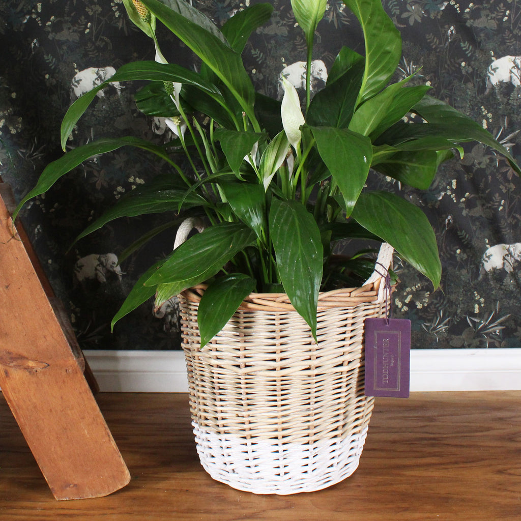 The St Ives Dip Dyed Basket Small